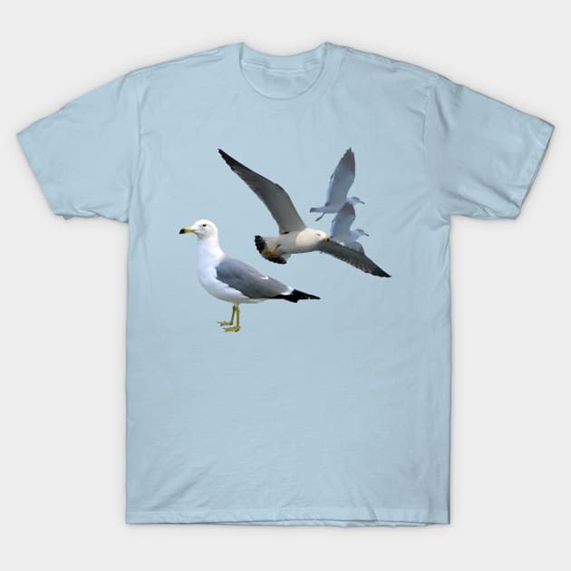 Black Tailed Gulls T-Shirt by stargatedalek